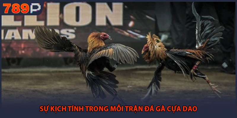 Sự kịch tính trong mỗi trận đá gà cựa dao